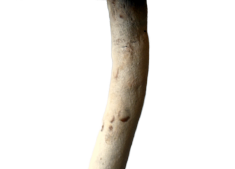 POTERIE | Atelier +8 ans « Le champignon »