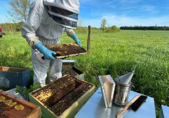 Les Abeilles du P&rsquo;tit Lili