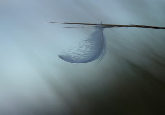 Balade photographique « Spécial minimalisme » dans le parc de Beaupréau