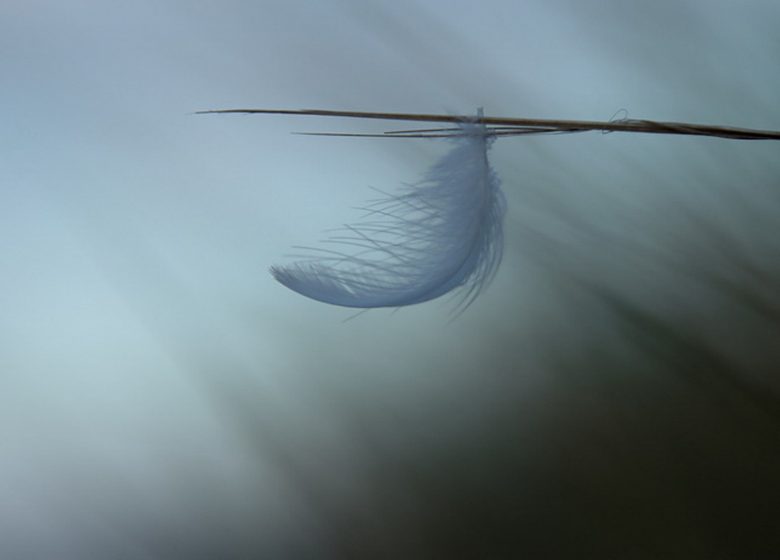 Balade photographique « Spécial minimalisme » dans le parc de Beaupréau