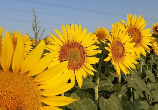 Le Panier Bio du Moulin