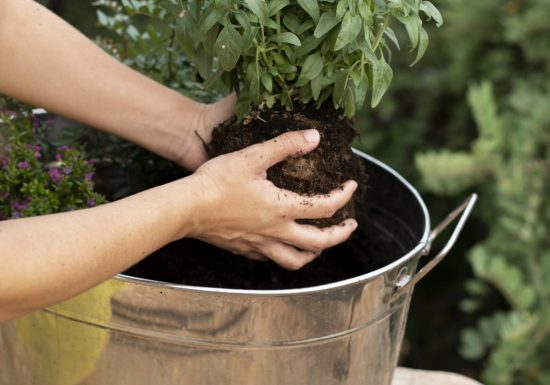 Planter sa jardinière d&rsquo;aromatiques