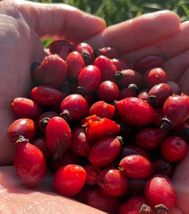 Balade sur les plantes sauvages comestibles : les Rendez-Vous Nature en Anjou