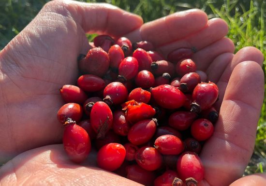 Balade sur les plantes sauvages comestibles : les Rendez-Vous Nature en Anjou