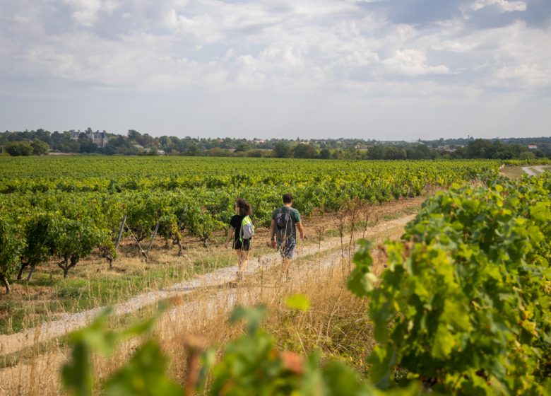 Drain – Entre Loire et Vignoble