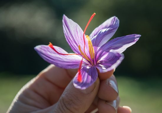 Cynfaël, le prince du safran