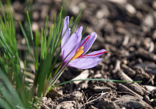 Éveil des sens, du safran au yoga