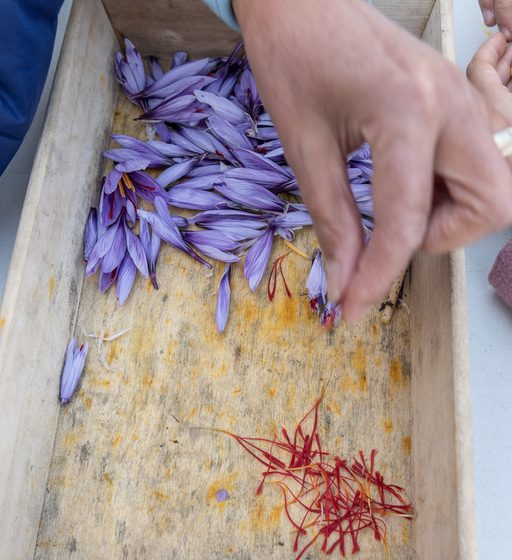 Éveil des sens, du safran au yoga