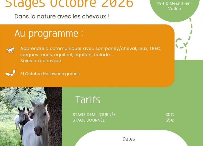 Stages automne dans la nature avec les chevaux