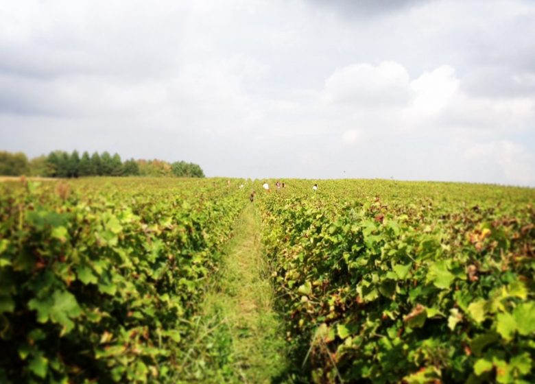Domaine Le Raisin à Plume