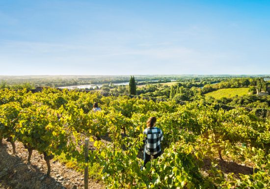 Route des vins – Loire sauvage et corniche angevine