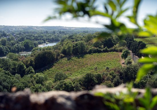 ROUTES DES VINS LOIRE SAUVAGE ET CORNICHE ANGEVINE