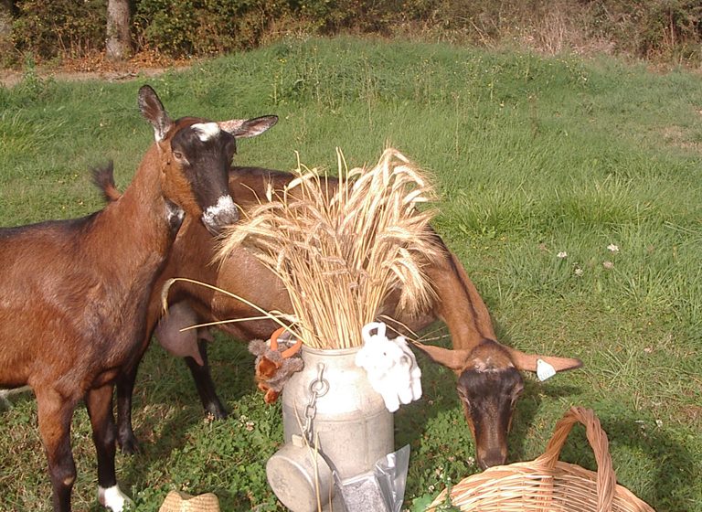 Aire d&rsquo;accueil camping-car Ferme Cabri d&rsquo;Anjou