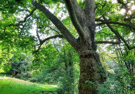 Aire de pique nique Les Praires