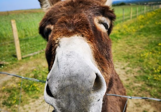 Visite interactive Baludik « Meunier tu dors »