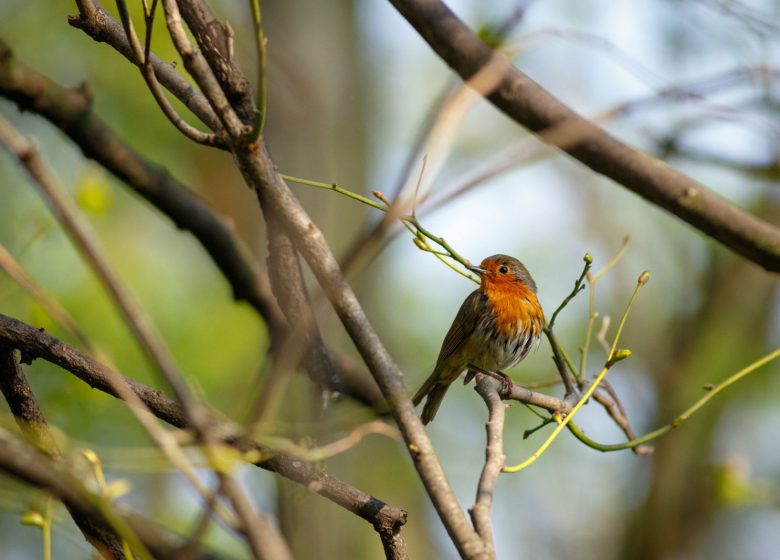 Animation nature sur les oiseaux à Cap Loire à Montjean sur loire