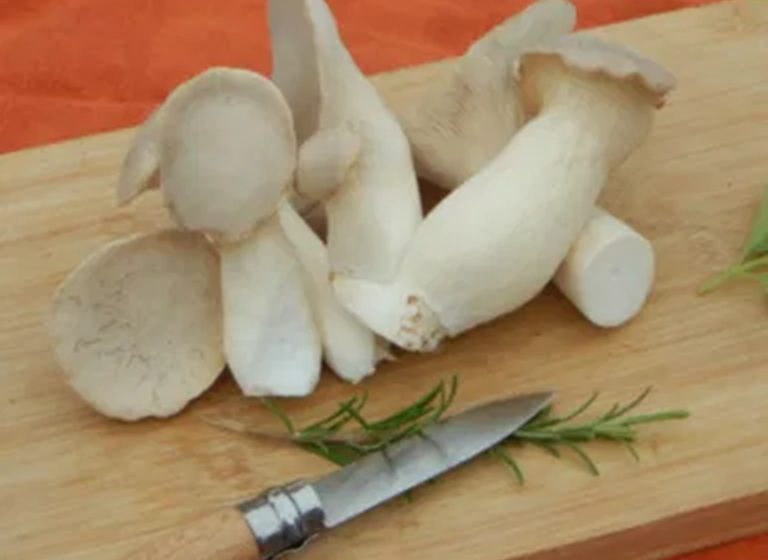 L&rsquo;atelier du champignon