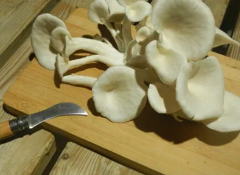 L&rsquo;atelier du champignon