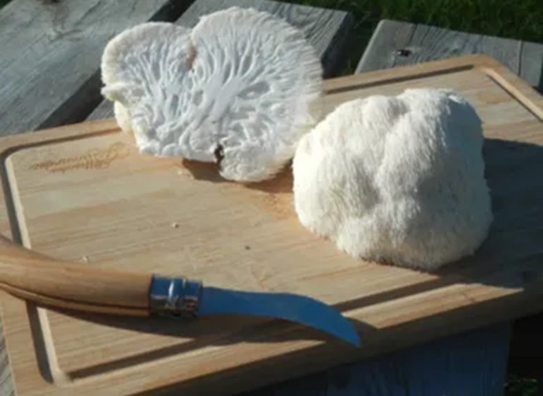 L&rsquo;atelier du champignon