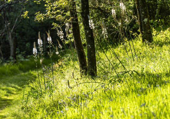 Sentier d’interprétation « Le Rocher du Manis » /!\ Fermé temporairement