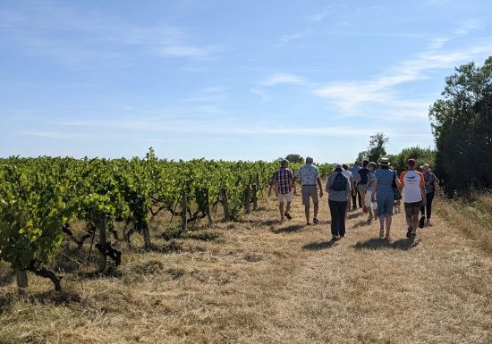 Pique-nique vigneron aux vignes de l&rsquo;Alma
