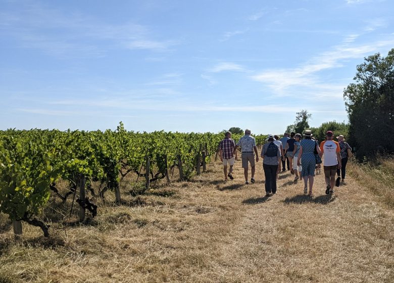 Pique-nique vigneron aux vignes de l&rsquo;Alma
