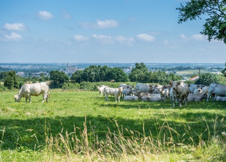 CAMPING À LA FERME LA GUYONNIERE