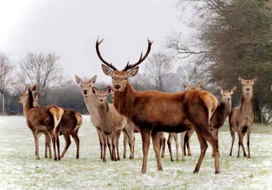 Marché de Noël aux Cerfs de la Fardellière