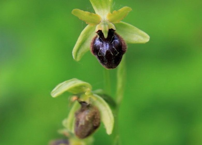 Balade photographique « Spécial orchidées » à Chateaupanne, Montjean-sur-Loire