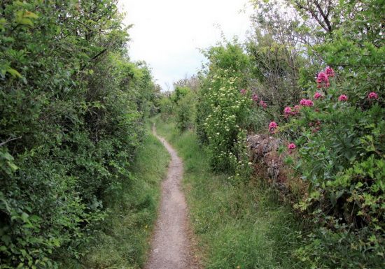 Balade photographique « Spécial orchidées » à Chateaupanne, Montjean-sur-Loire
