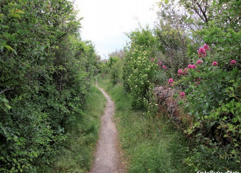 Balade photographique « Spécial orchidées » à Chateaupanne, Montjean-sur-Loire