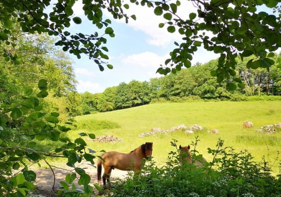 Randonnée « De la Grossière à Tiffauges »