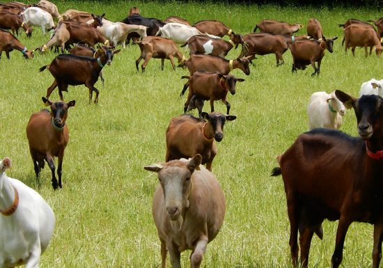 Aire d’accueil camping-car Ferme Cabri d’Anjou