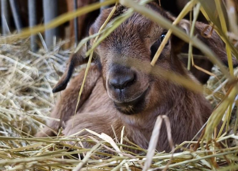 EARL CHEVRETHEIL : VENTE À LA FERME « LE BOUT’CHÈVRE » ET SAVONS ARTISANAUX