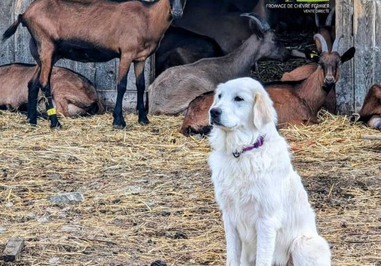 GAEC Pradenn Mae Fromagerie-Chèvrerie