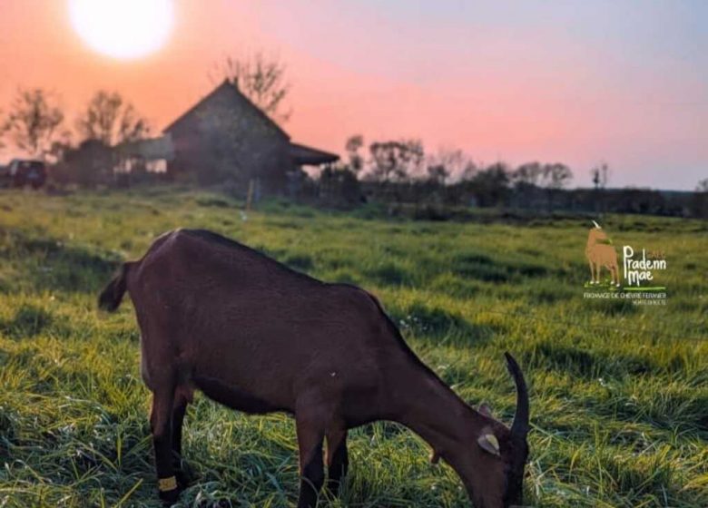 GAEC Pradenn Mae Fromagerie-Chèvrerie