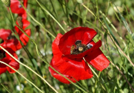 Initiation aux milieux aquatiques et ornithologiques de la Loire
