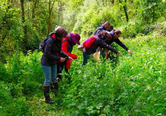 Stage cueillette et cuisine des plantes sauvages comestibles