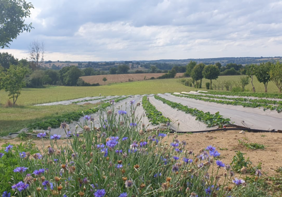 Cueillette de la Mansardière