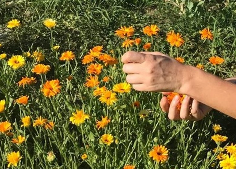 Le simple jardin de Claudine, productrice et créatrice inspirée par les plantes