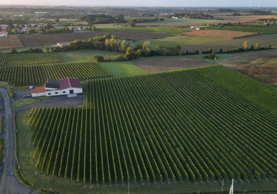 Vignoble Cogné
