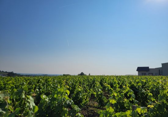 Portes Ouvertes au Domaine Delaunay
