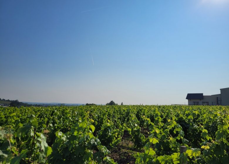 Portes Ouvertes au Domaine Delaunay
