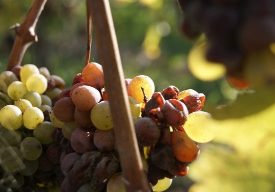 Domaine Delaunay : Visite et dégustation dans un Domaine Viticole