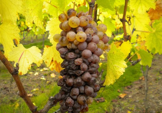 Domaine de la Gironnière