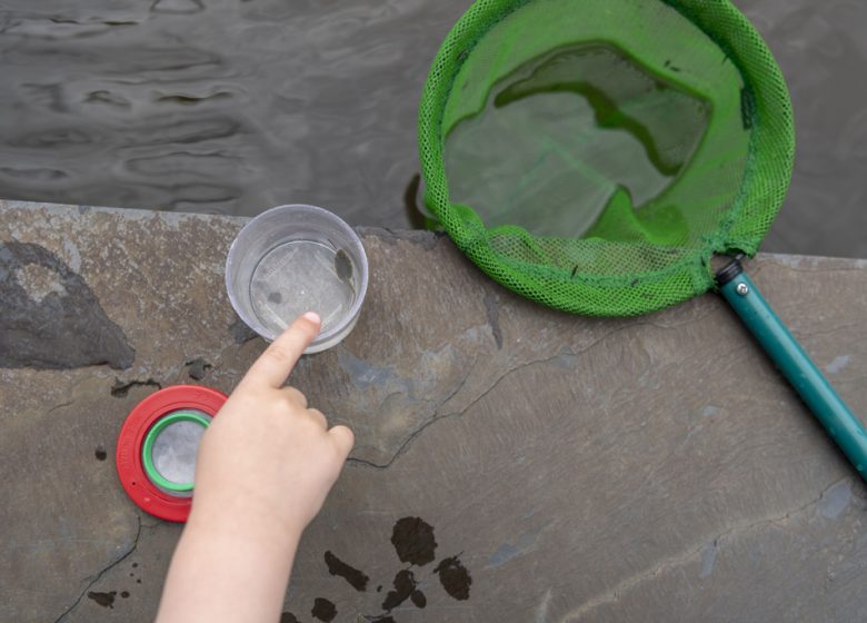 Initiation aux milieux aquatiques et ornithologiques de la Loire