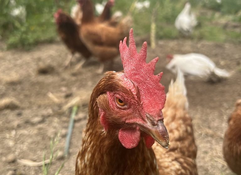 La ferme Partages