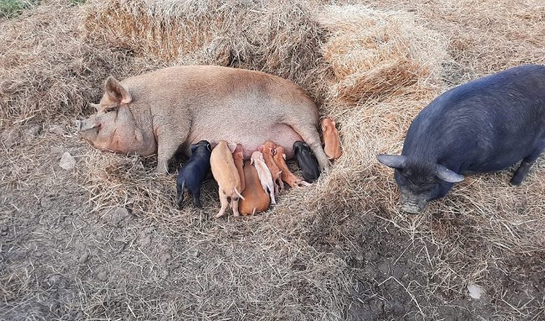 La ferme Partages