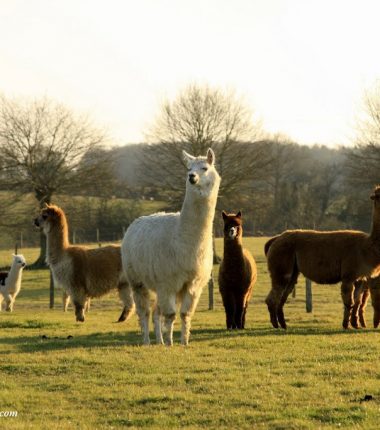 Ferme Brin de Laine Brin de Paille