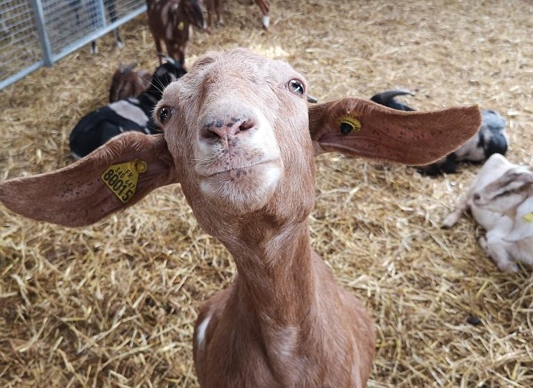 La Ferme Des Caprices D&rsquo;anglos
